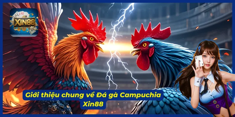 Đôi nét về bộ môn đá gà Campuchia tại cổng game