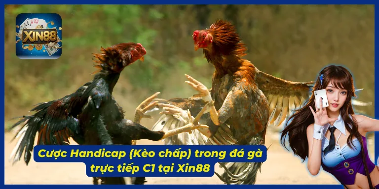 Tổng hợp các kèo cược chọi gà C1 tại cổng game