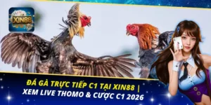 Đá Gà Trực Tiếp C1 Tại Xin88